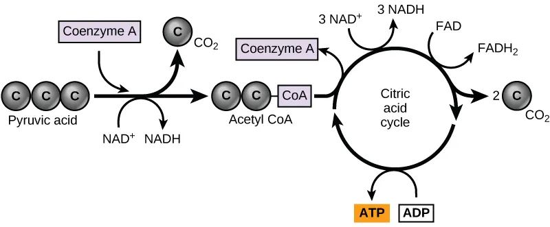 Pathway of oxidation of pyruvate